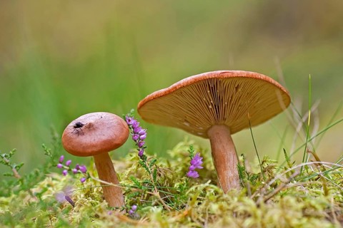 Orange-red grey-stalked russula