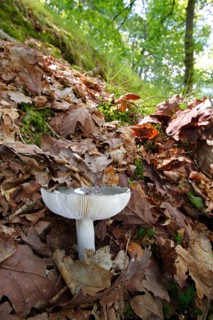 Russula