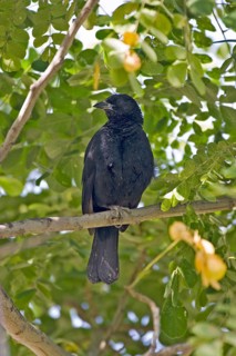 Scrub Blackbird