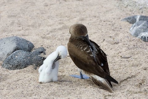 Blue footed booby