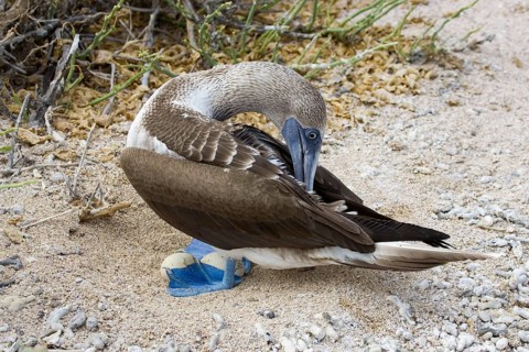Blue-footed booby