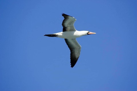 Nazca booby