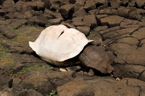 Testudo elephantopus