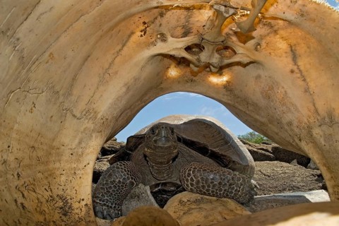 Testudo elephantopus