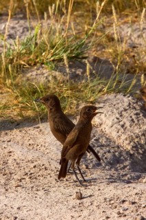 Termite Chat
