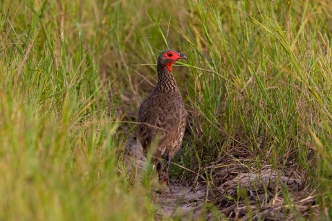 Swainson's francolin