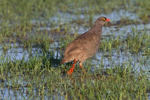 Red billed spurfowl