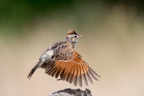 Rufous-naped Lark