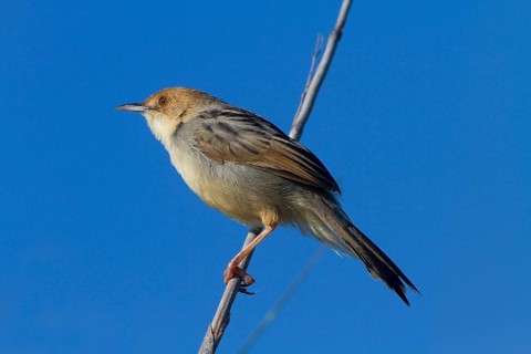 Marsh Cisticola