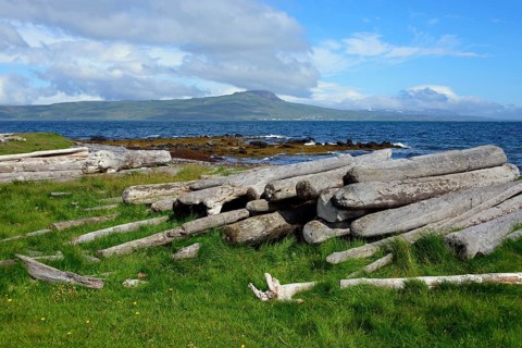 Driftwood