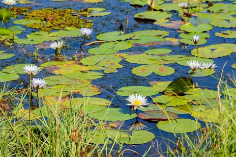 Blue lotus
