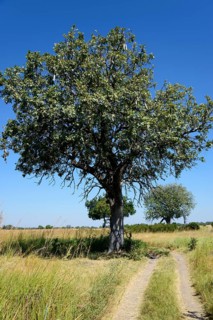 Sausage Tree