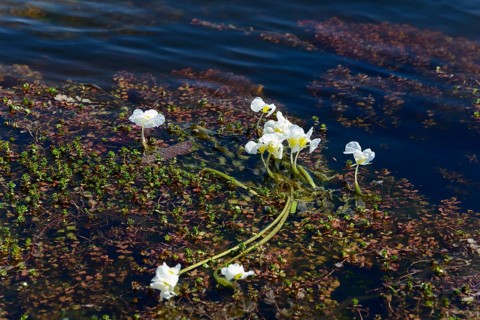 Swamp lily