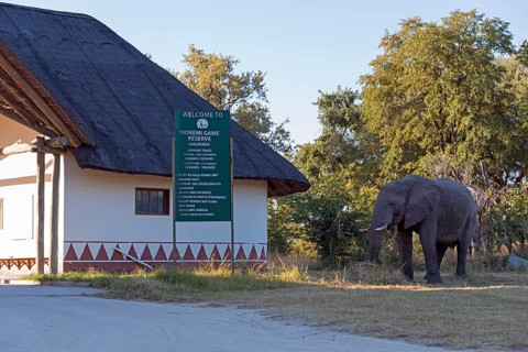 African elephant