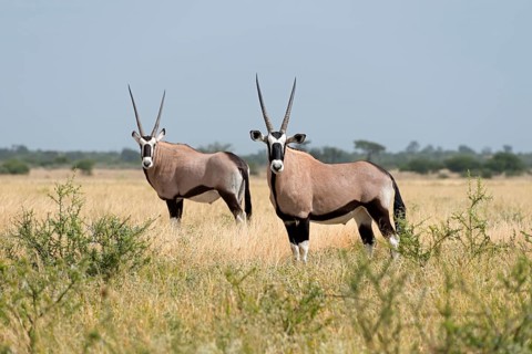Gemsbok