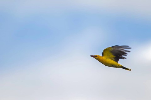 Eurasian golden oriole