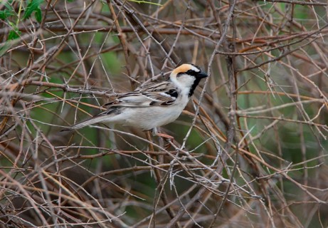 Saxaul sparrow
