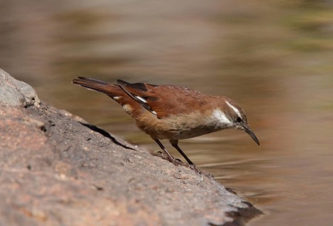 White-winged cinclodes