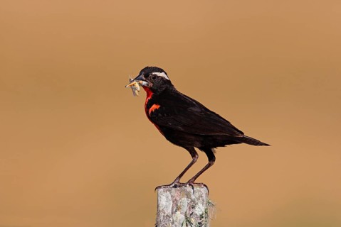 White-browed Blackbird