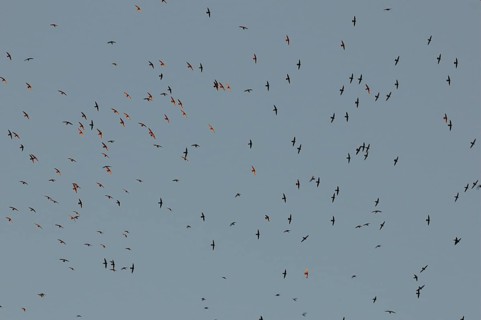 Great Dusky Swift
