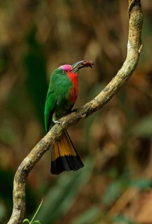 Red-bearded Bee-eater