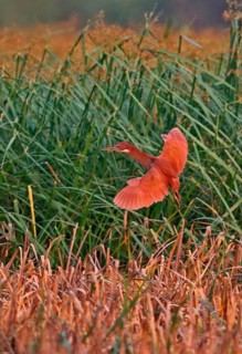 Cinnamon Bittern