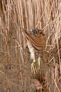 Great eurasian bittern