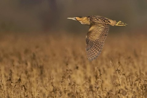 Great Bittern
