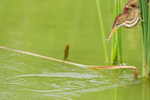 Least Bittern