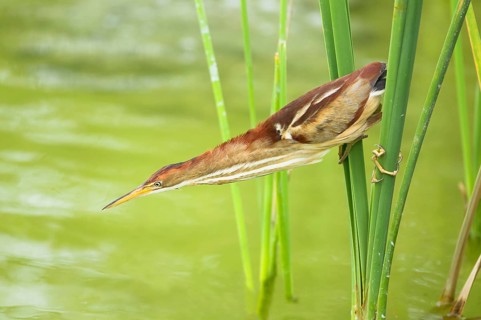 Least Bittern