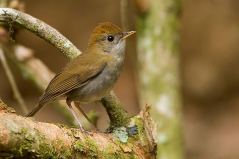 Ruddy-capped Nightingale-thrush