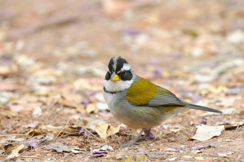 Yellow-billed Sparrow