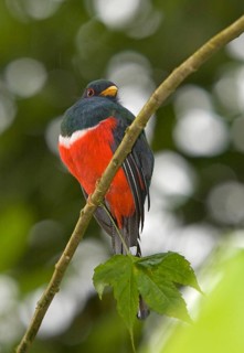 Collared trogon