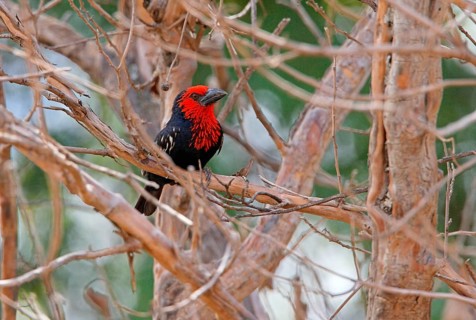 Black-billed Barbet