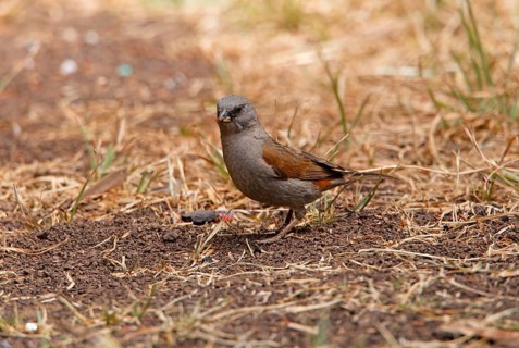 Swainson's Sparrow