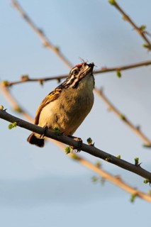 Red-fronted Tinkerbird