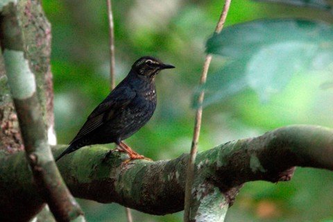Siberian Thrush