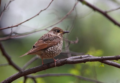 Siberian Thrush