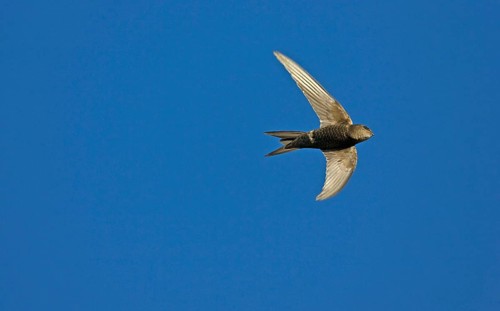 Plain Swift