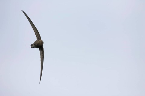 Plain Swift
