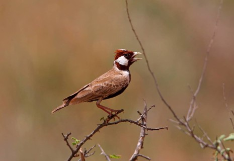 Chestnut-headed Sparrow-lark