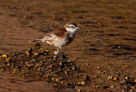 Bar-winged Cinclodes