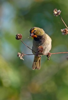 Yellow-faced Grassquit