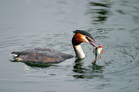 Great crested grebe
