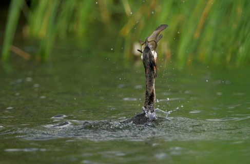 Great crested grebe