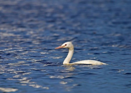 Great crested grebe