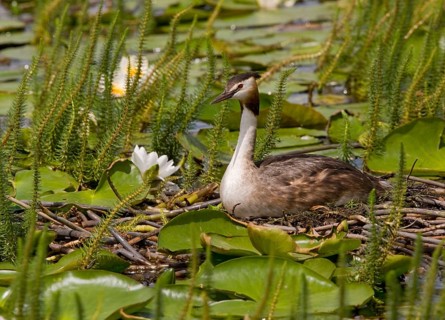Great Crested Grebe