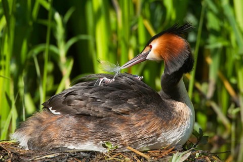 Great Crested Grebe