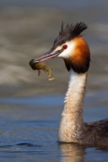 Great Crested Grebe
