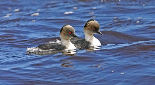 Silvery grebe